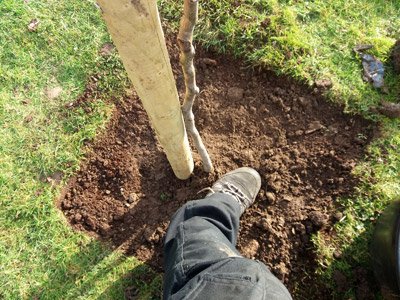 cutting turf to plant a tree