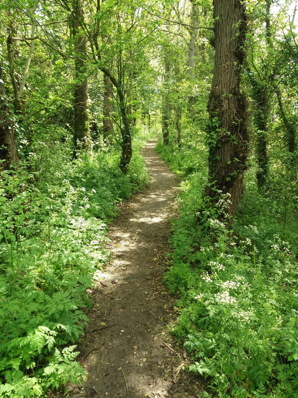 The Spinney, Great Paxton